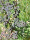 Thalictrum foetidum