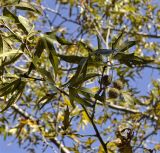 Platanus orientalis. Часть ветви с плодами и листьями. Республика Кипр, епархия Левкосия (επαρχία Λευκωσίας), Троодос (Τρόοδος), 980 м н.у.м., берег ручья. 28.10.2018.