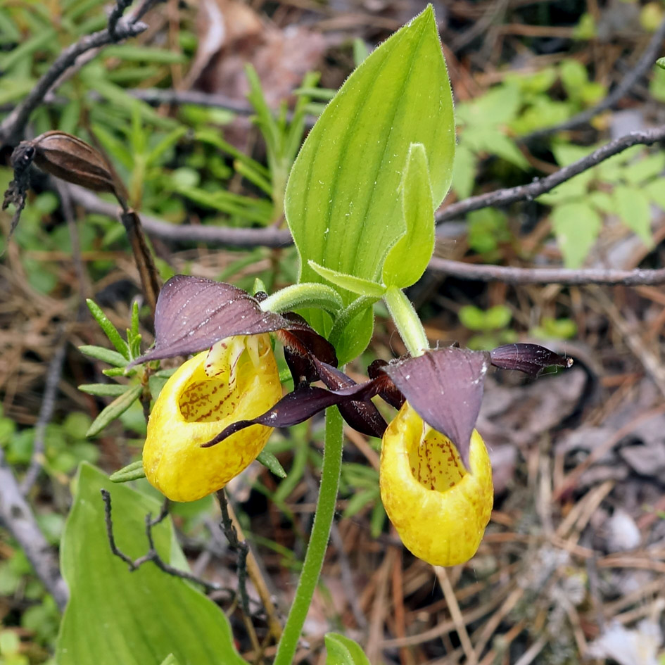 Изображение особи Cypripedium calceolus.