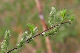 Salix phylicifolia