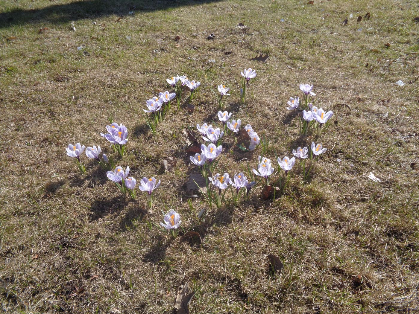 Изображение особи Crocus vernus.