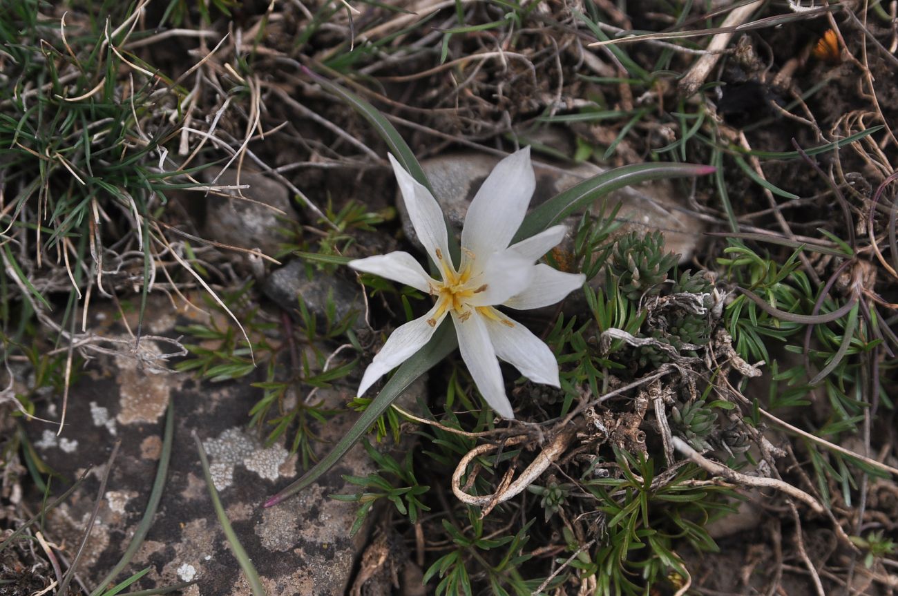 Изображение особи семейство Melanthiaceae.