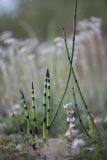 Equisetum hyemale