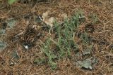 Cladonia bellidiflora