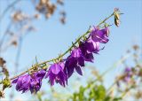 Campanula rapunculoides. Соцветие с плодом. Ленинградская обл., Ломоносовский р-н, долина р. Шингарка, берег ручья, разнотравный луг на известняке. 06.08.2019.