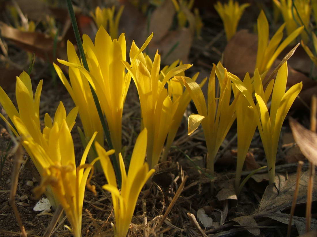 Изображение особи Sternbergia colchiciflora.