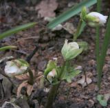 Helleborus niger