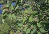 Amelanchier alnifolia. Часть плодоносящей веточки. Пермский край, Кунгурский р-н, окр. с. Каширино, долина р. Сылва, вершина скалистого выступа. 06.06.2021.