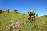 Aloe marlothii