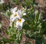 Argusia sibirica