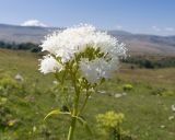 Valeriana alliariifolia. Верхушка побега с соцветием. Адыгея, Кавказский биосферный заповедник, Азишский перевал, ≈ 2000 м н.у.м., субальпийский луг. 31.08.2019.