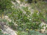 Sorbus torminalis