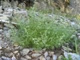 Artemisia jacutica. Цветущее растение. Якутия, Хангаласский улус, берег р. Синей. Июль 2013 г.