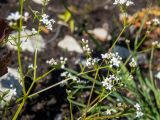 Galium palustre. Верхушки цветущих веточек. Московская обл., Дмитровский р-н, берег канала им. Москвы, луг, зарастающий после прошлогоднего повреждения стройтехникой. 14.06.2023.