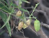 Oberna procumbens. Верхушки побегов с плодами. Астраханская обл, Наримановский р-н, в истоке рук. Бузан, левый берег, среди корней прибрежных ив. 28.08.2011.