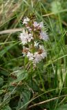 Mentha &times; verticillata