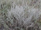 Artemisia santonicum