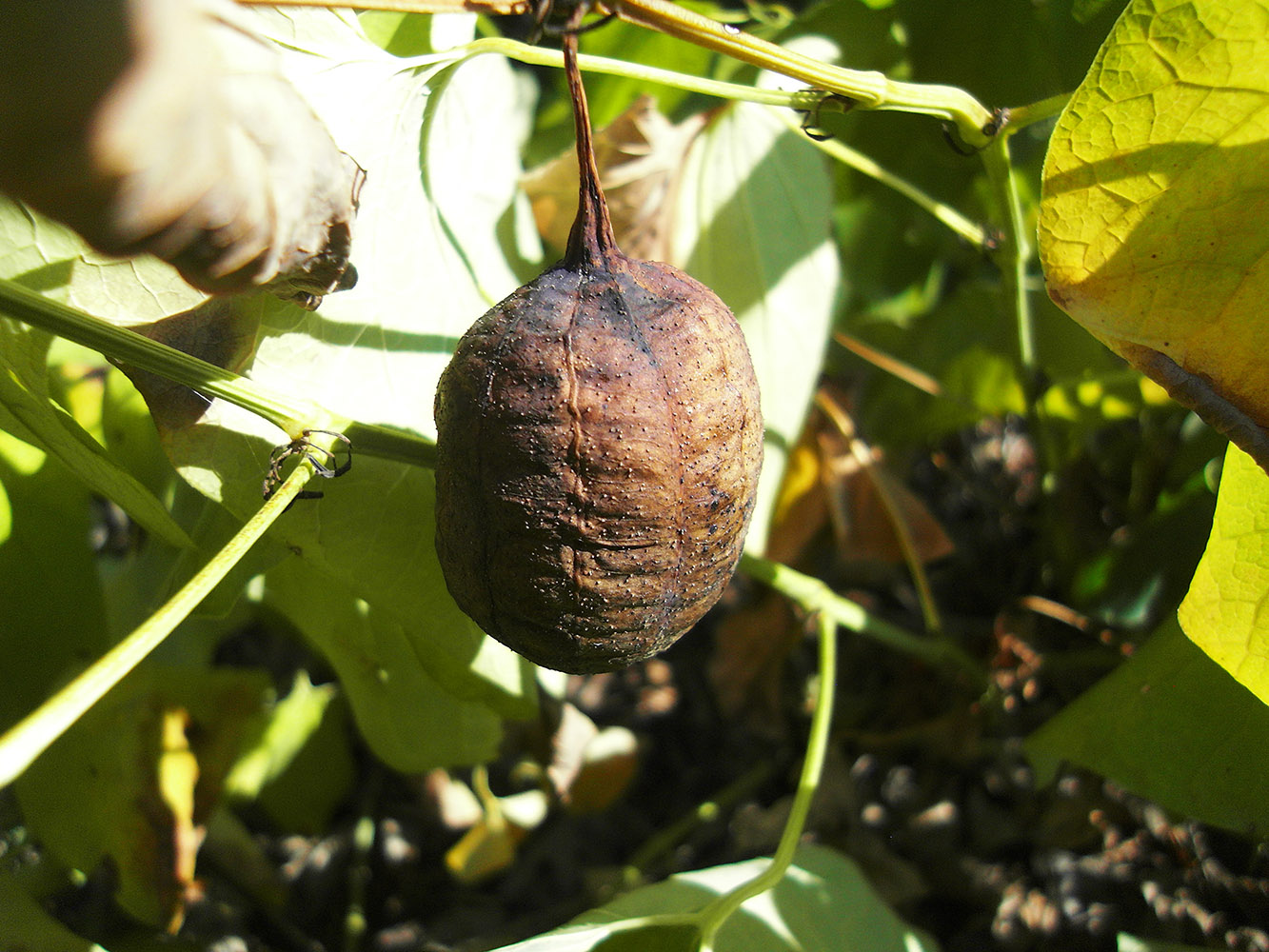 Изображение особи Aristolochia clematitis.