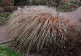 Miscanthus sinensis