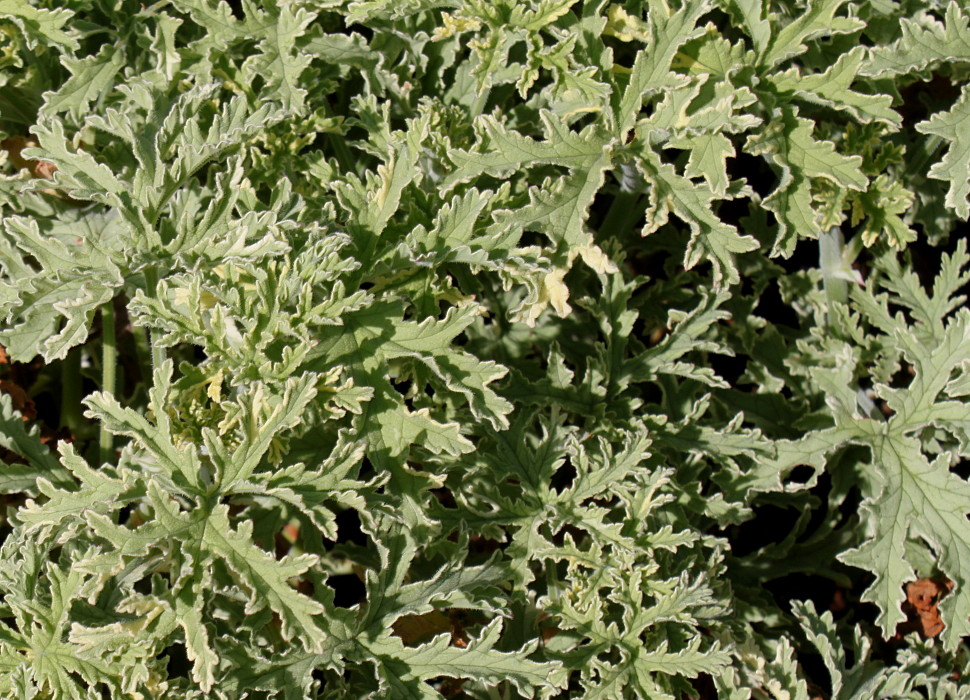 Изображение особи Pelargonium graveolens.