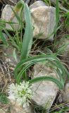 Allium israeliticum. Цветущее растение. Израиль, Северный Негев, лес Лаав. 25.02.2013.