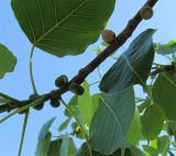 Ficus religiosa. Часть побега с соплодиями. Израиль, г. Беэр-Шева, городское озеленение. 26.05.2013.