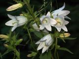 Campanula trachelium. Часть соцветия (белоцветковая форма среди множества растений с обычной синей окраской цветков). Украина, Закарпатская обл., Свалявский р-н, буковый лес в урочище Ждимир. 16 июля 2013 г.