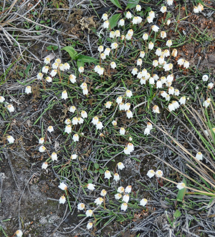 Image of Cassiope lycopodioides specimen.