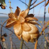 Humulus lupulus. Сухое соплодие. Краснодарский край, окр. г. Крымск, берег Варнавинского вдхр. 19.10.2013.