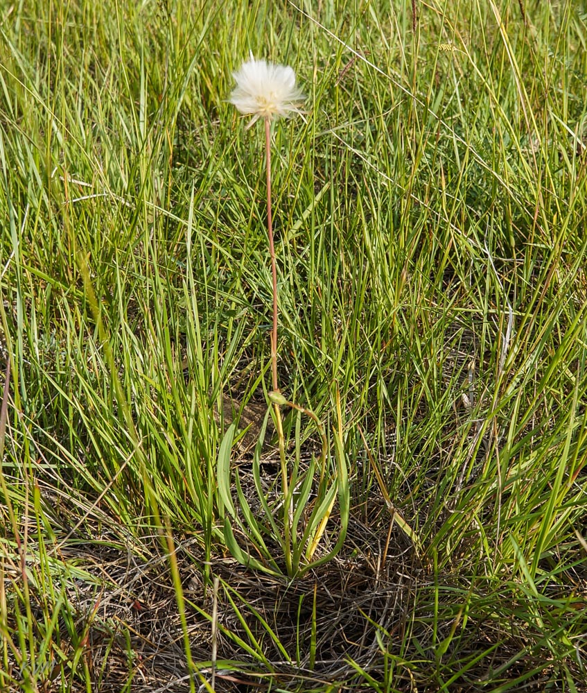 Изображение особи Scorzonera parviflora.