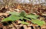 Ajuga orientalis. Вегетирующее растение. Краснодарский край, Новороссийский р-н, гора Рябкова, каменистый склон, дубово-грабовый лес. 23.02.2014.