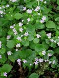 Claytonia sibirica. Цветущие растения в городском парке. Нидерланды, Гронинген. Июнь 2006 г.