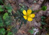 Ranunculus polyanthemos. Верхушка цветущего и плодоносящего растения. Московская обл., окр. Электрогорска, урочище Белый Мох, песчаная опушка перелеска. 13.06.2014.