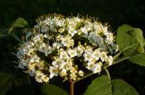 Viburnum lantana. Отцветающее соцветие. Ярославль, пос. Нефтяников, парк, аллея у пруда. 23 мая 2014 г.