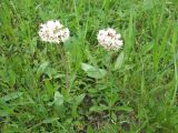 Valeriana tuberosa. Цветущее растение. Ставропольский край, Благодарненский р-н, окр. с. Шишкино. 22.04.2006.