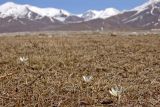 Colchicum kesselringii. Цветущие растения. Кыргызстан, верховья реки Сусамыр. 29 апреля 2015 г.