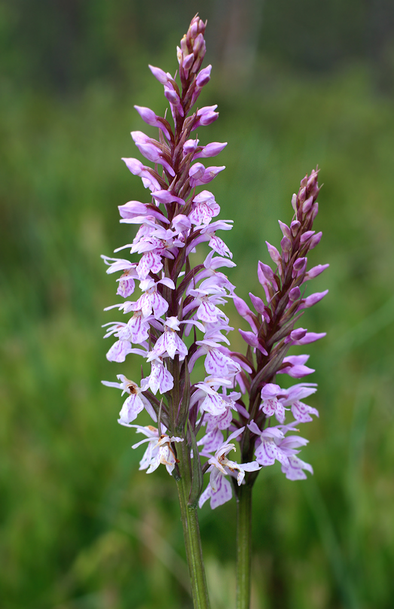 Изображение особи Dactylorhiza fuchsii.