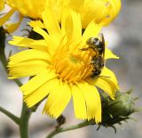 Hieracium umbellatum