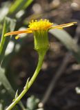 Senecio leucanthemifolius