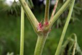 Geranium dissectum