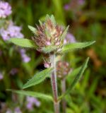 Thymus markhotensis