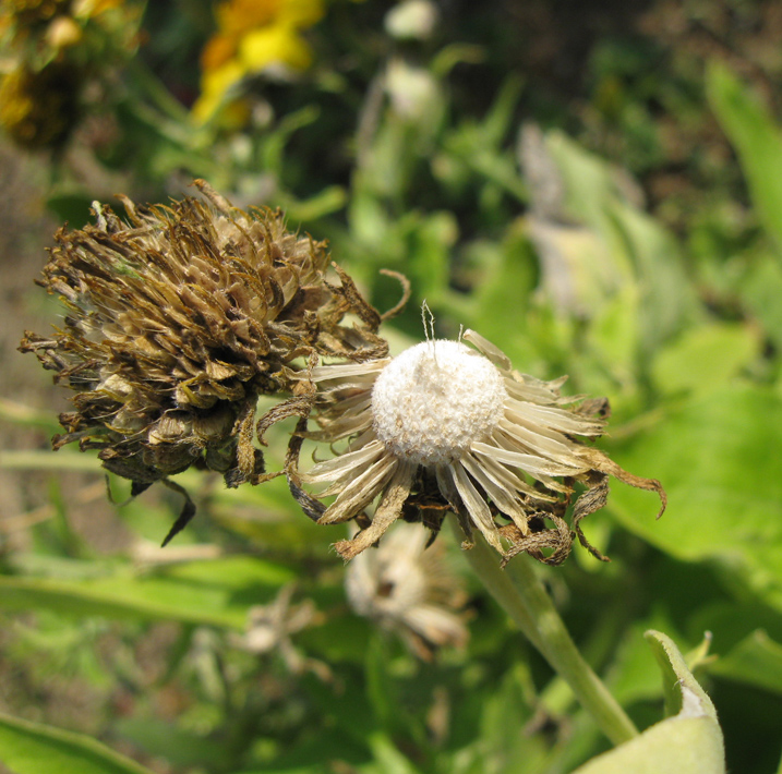 Image of genus Ximenesia specimen.