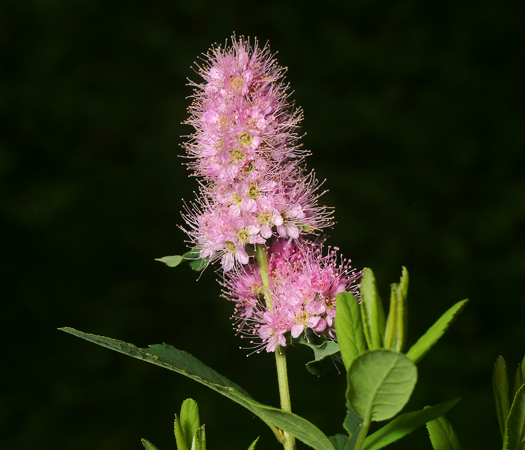 Изображение особи Spiraea &times; billardii.