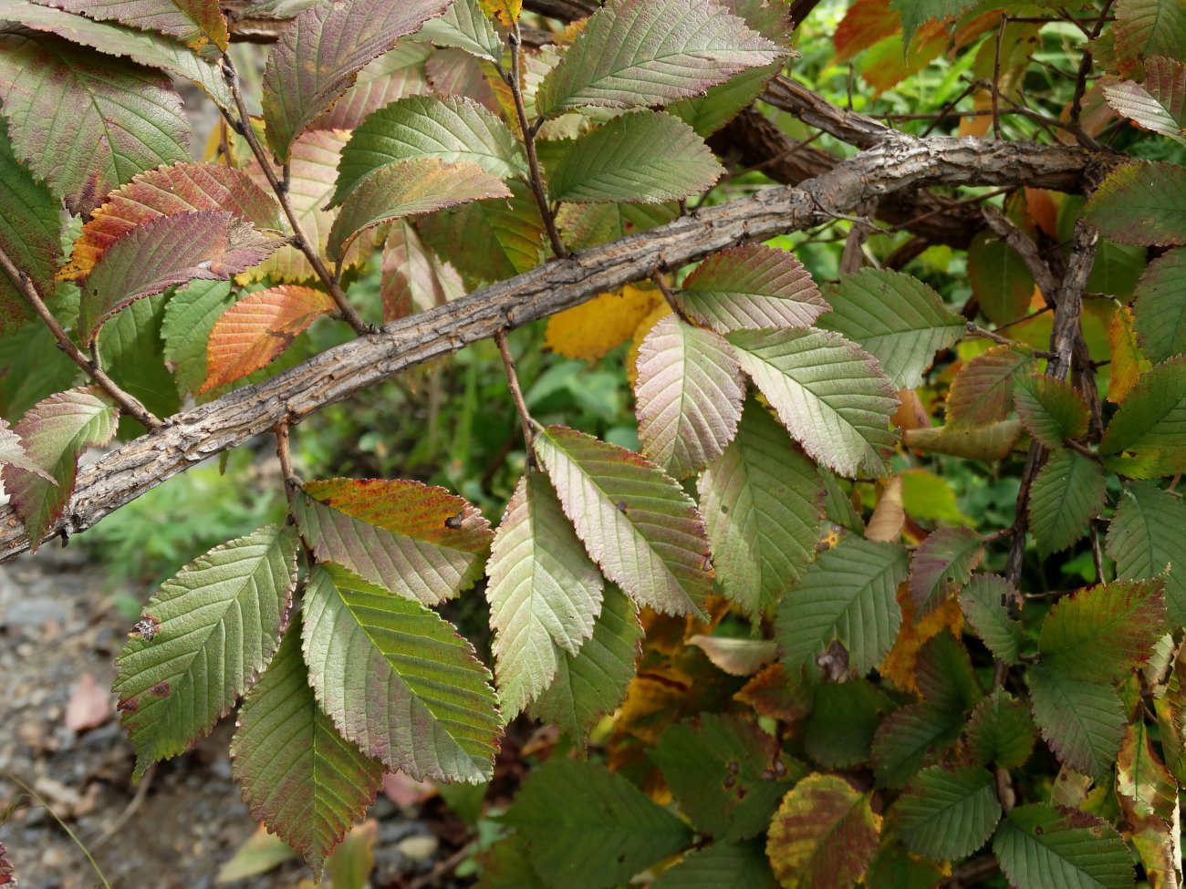 Изображение особи Ulmus japonica.