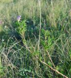 Astragalus oropolitanus