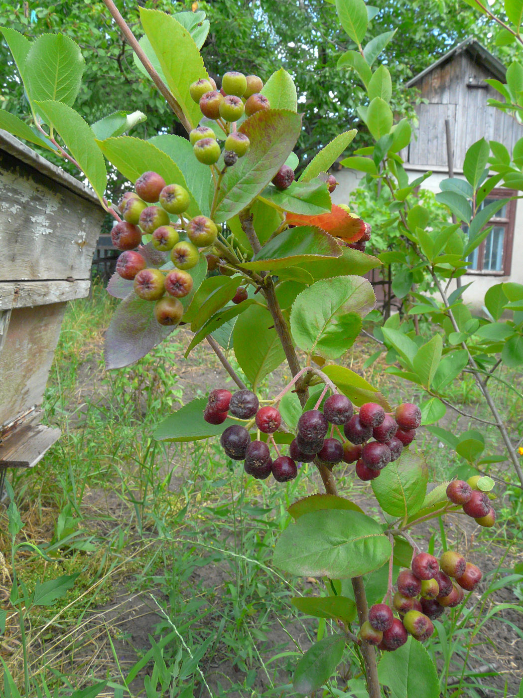 Изображение особи &times; Sorbaronia mitschurinii.