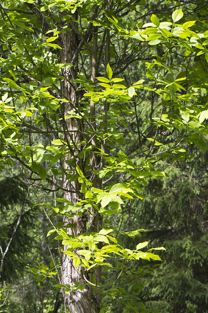 Изображение особи Fraxinus excelsior.