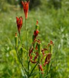 Lilium buschianum. Верхушка побега с плодами и цветками. Амурская обл., Бурейский р-н, правый берег р. Бурея, окр. с. Малиновка. 17.07.2016.