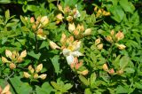 Rhododendron occidentale