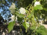 Populus × canescens. Ветвь с соплодиями. Крым, Керченский п-ов, с. Курортное. 1 мая 2010 г.